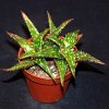 Aloe jucunda-art39